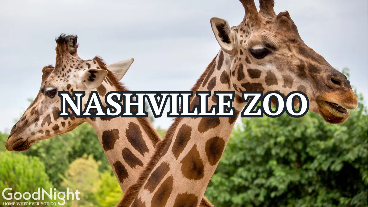This image shows giraffes in a lush, green setting at the Nashville Zoo, with vibrant greenery in the background and the animals as the focal point. The natural lighting and joyful mood highlight a family-friendly atmosphere perfect for kids and multigenerational groups.